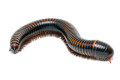 Pelmatojulus ligulatus Cameroon subadult